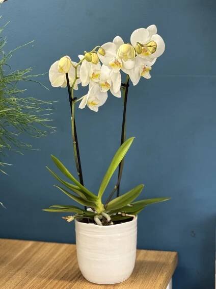 Phalaenopsis Orchid Plant in ceramic pot