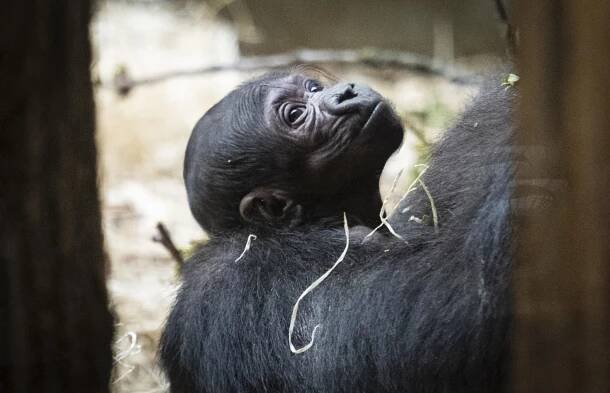 V pražské zoo se v noci narodilo mládě gorily, letos je už druhé