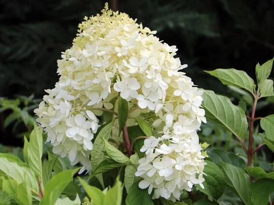 Hortenzie latnatá PHANTOM