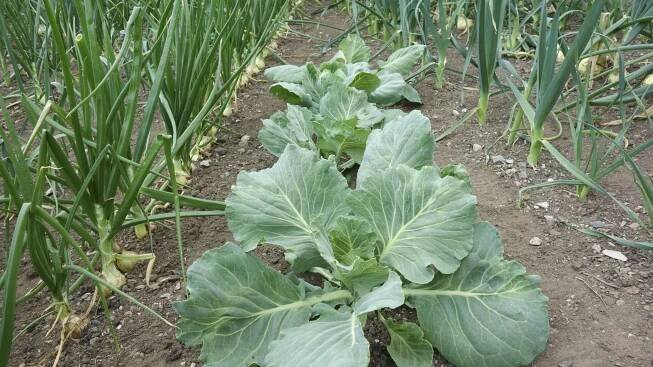 Companion Planting With Onions – Learn About Onion Plant Companions