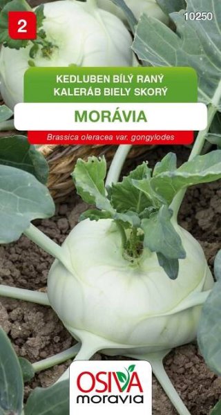 Kedluben Morávia - semena 0,8 g