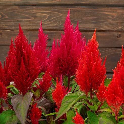 Celosia - Sakata Ornamentals