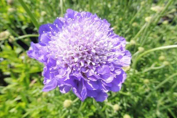 Scabiosa caucasica " Perfecta " - hlaváč kavkazský Zahradnictví Krulichovi - zahradnictví, květinářství, trvalky, skalničky