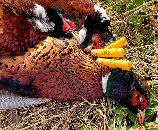shotgun shells