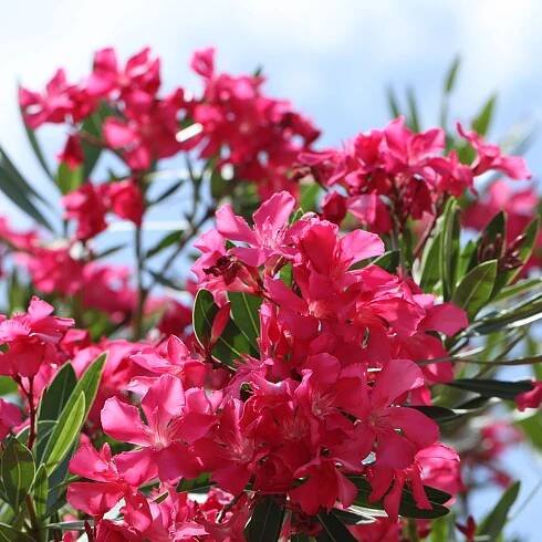 Oleanders care and growing guide: top tips for these flowering shrubs and trees