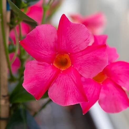 Sundaville® Early Pink - Welten Nr.1 Mandevilla (Dipladenia)