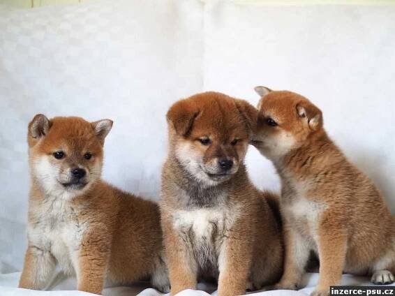 6 Shiba Inu Štěňátka s pp