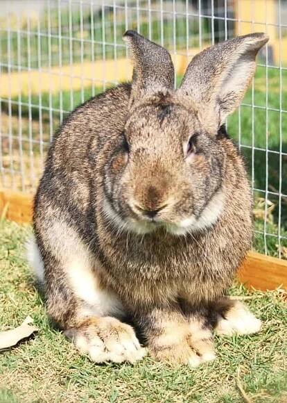 The Rabitat: A Humane Rabbit Habitat – BACKYARDABLES