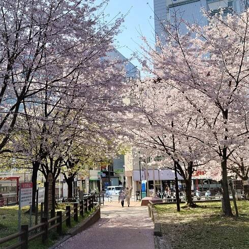Sakura at Reisen Park, 冷泉公園の桜