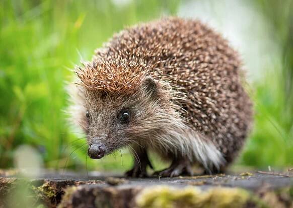 World’s oldest European hedgehog lived in Denmark