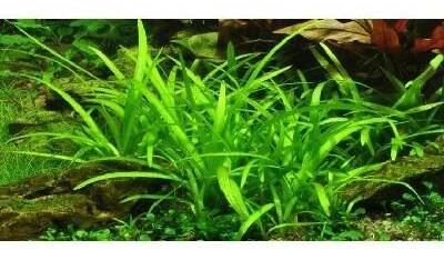 Sagittaria subulata In-Vitro 1-2 Grow!