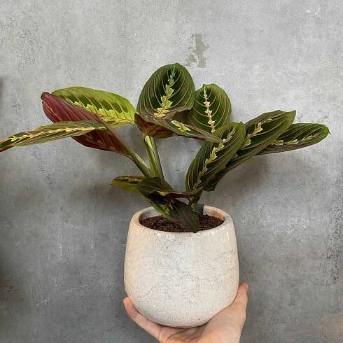 Maranta Leuconeura Fascinator – Prayer Plant