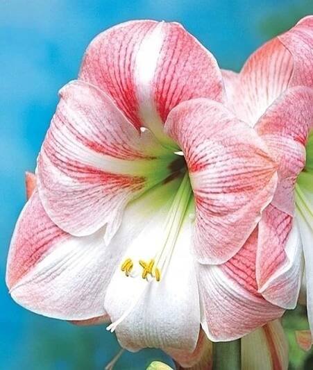 Amarylis, zwartnica, hippeastrum odrůda Apple Blossom bílo červená
