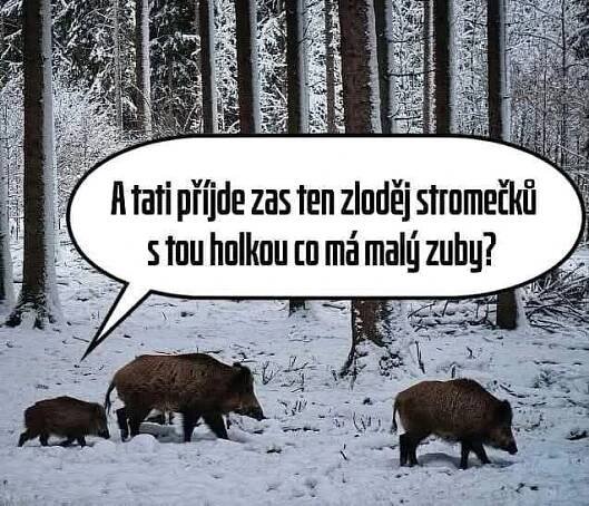 Vánoce v lese