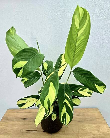 Ctenanthe Pilosa Mosaic