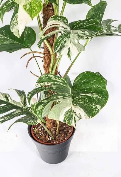 panašovaná monstera, Monstera deliciosa Variegata, skladem | ZAZUMi.cz
