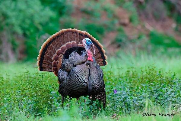 Wild Turkey (Rio Grande) (Meleagris gallopavo intermedia) by GaryKramer.net, 530-934-3873, gkramer@cwo.com