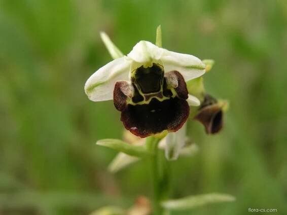 Tořič čmelákovitý Holubyho (Ophrys holoserica subsp holubyana), květy, květenství