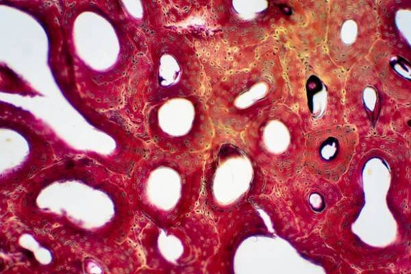 histologie lidské kompaktní kostní tkáně pod mikroskopem pro vzdělávání, spojení svalových kostí a pojivovou tkáň - okostice - stock snímky, obrázky a fotky