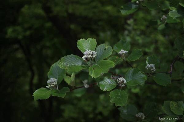 Jeřáb labský (Sorbus albensis)