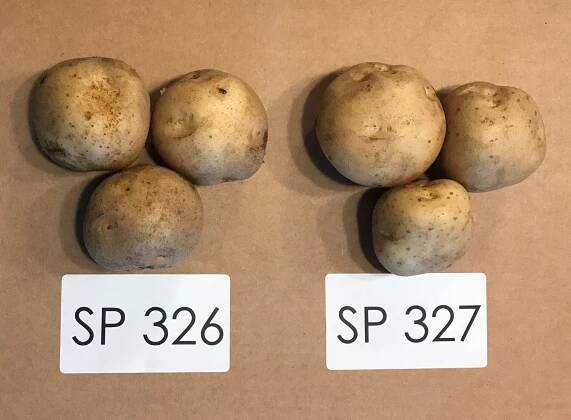 Sunrise Potato SP326 and SP327 potato varieties