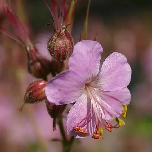 Geranium macrorrhizum `Camce´