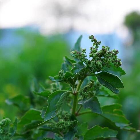 Nettleleaf Goosefoot Weed Control: How To Get Rid Of Nettleleaf Goosefoot