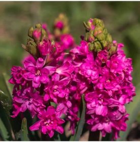Hyacint plnokvětý Red Diamond - Hyacinthus - cibule hyacintů - 1 ks