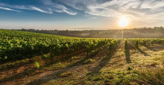 Průvodce českými vinařstvími: Kam za vínem a zážitky