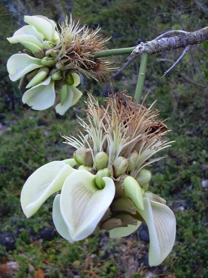 44 Best White Hawaiian Flowers | Balcony Garden Web