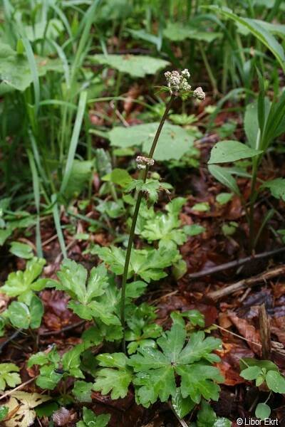 Sanicula europaea | Květena Šumavy