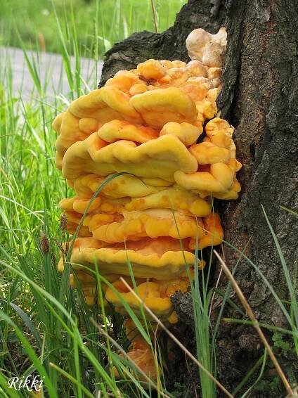 Sírovec žlutooranžový - (Laetiporus sulphureus)