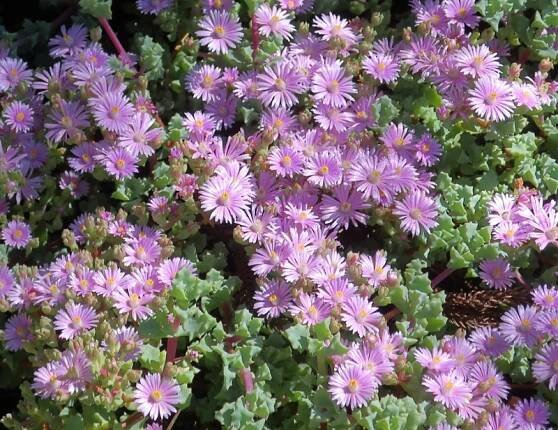 Deltoid-leaved dewplant
