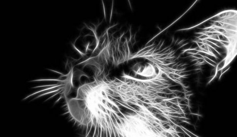Tapety : černobílý, koťata, kníry, Černá kočka, kotě, tma, savec, počítač tapeta, Černý a bílý, monochromatické fotografování