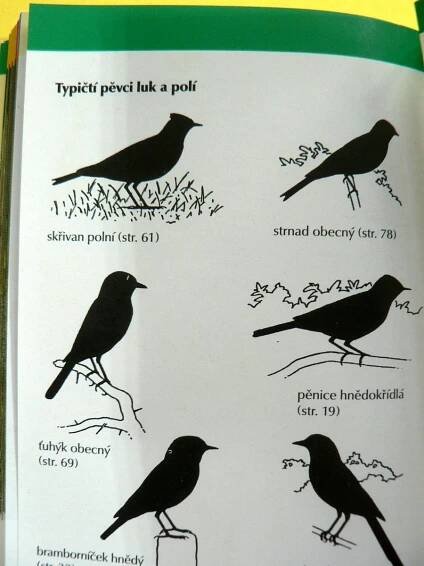 Zpěvní ptáci v lesích, parcích a zahradách Rehek Stehlík Zvonek (2000) | Aukro