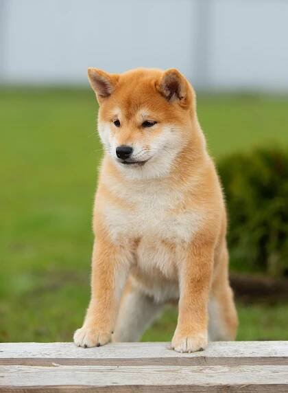 ПОМЕТ W-2022. SHIOMARU Shiba and Akita Inu Kennel