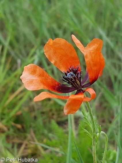 Papaver argemone – mák polní • Pladias: Databáze české flóry a vegetace