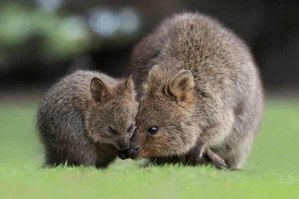 Mother quokka and baby quokka joey