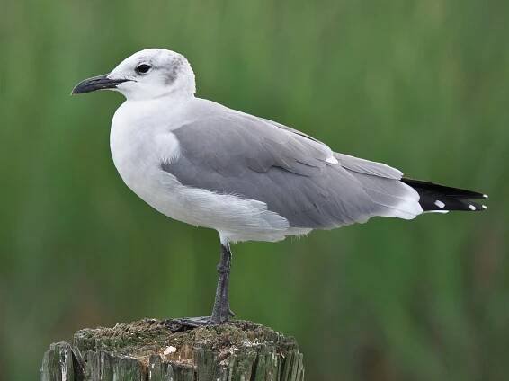 Nonbreeding adult - ML71312131