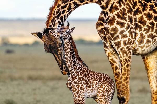 Eine Giraffe und ihr Baby in der Masai Mara. Fotografiert auf einer Fotoreise mit Benny Rebel Fotosafaris GmbH.