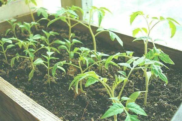 Tomato Fenomén F1: popis odrůdy, recenze a fotografie rajčat, charakteristika keře