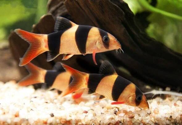 Botia macracanthus - Mřenka nádherná 3-4 cm - ZooShopXXL.cz