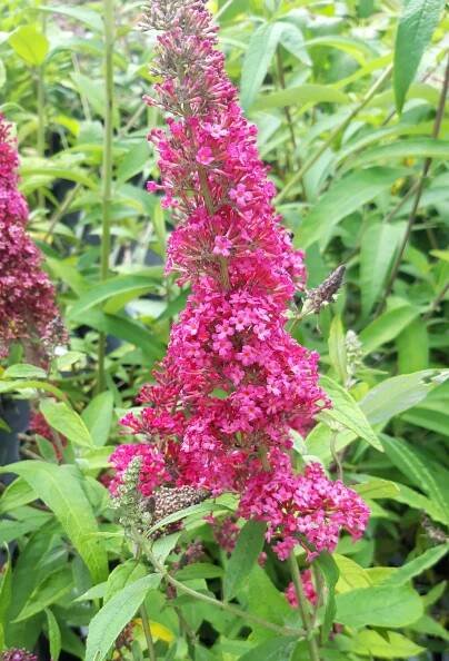 KOMULE VÍNOVĚ ČERVENÁ - Buddleia davidii ´Royal Red´