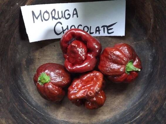 Čokoláda Trinidad Scorpion