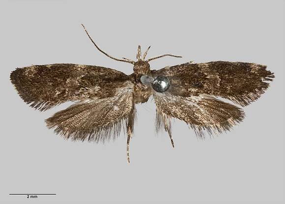 Trachypepla nimbosa