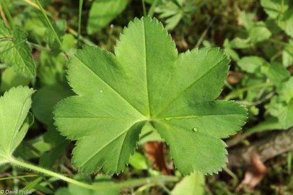 Alchemilla subcrenata – kontryhel vroubkovaný • Pladias: Databáze české flóry a vegetace
