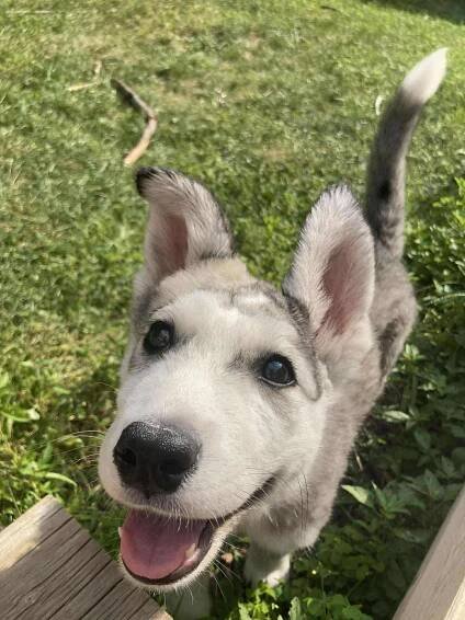 Milo • Pending Adoption – Rocky Road Rescue