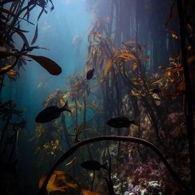 I went freediving in a kelp forest with the narrator from My Octopus Teacher – here's what I learned