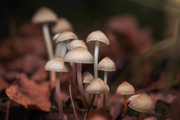 Houbičky proti stárnutí? Psilocybin možná prodlouží mládí - Smrtelník