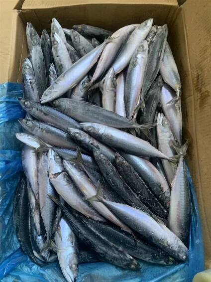 BQF Whole Round Frozen Pacific Mackerel Fish